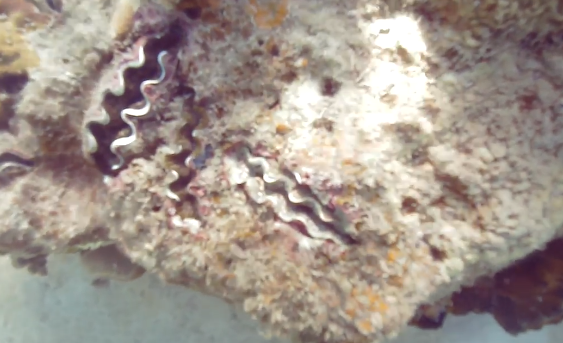 giant clam Object Detection Dataset by Chia Ming Lok