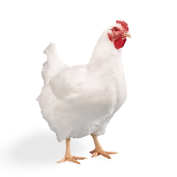 chicken3 Object Detection Dataset by Suraj Salihu chicken3 Object Detection Dataset by Suraj Salihu