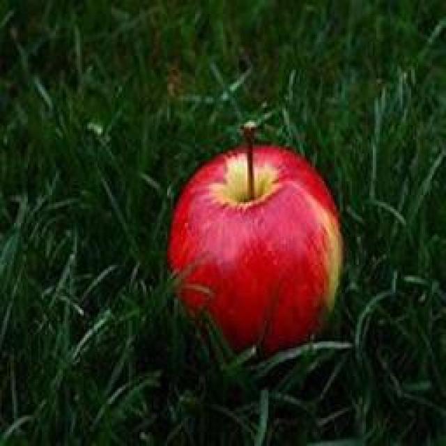 apple+ Object Detection Dataset and Pre-Trained Model by rong