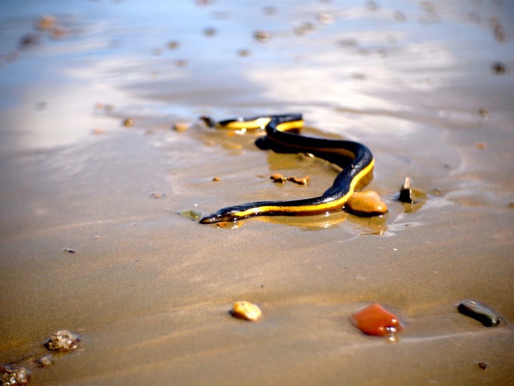 Animal detection Object Detection Dataset and Pre-Trained Model by ...