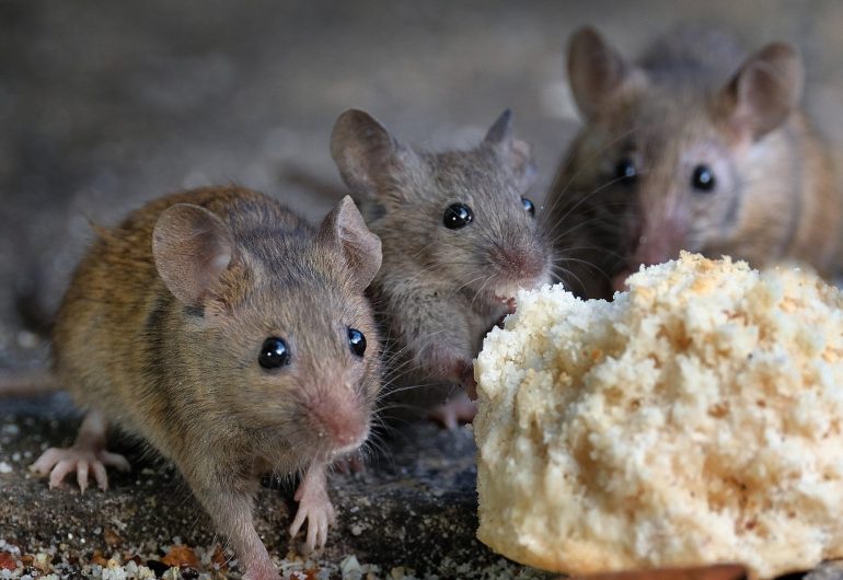 rats-detection-object-detection-dataset-by-bagra-testing
