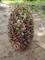 Dataset Image