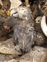 Dataset Image