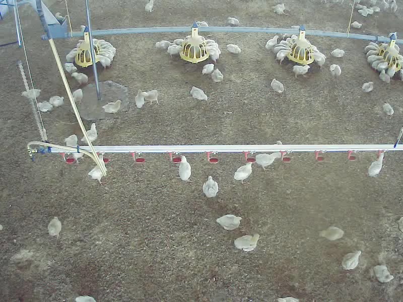 Chicken dataset object detection dataset by glb workspace