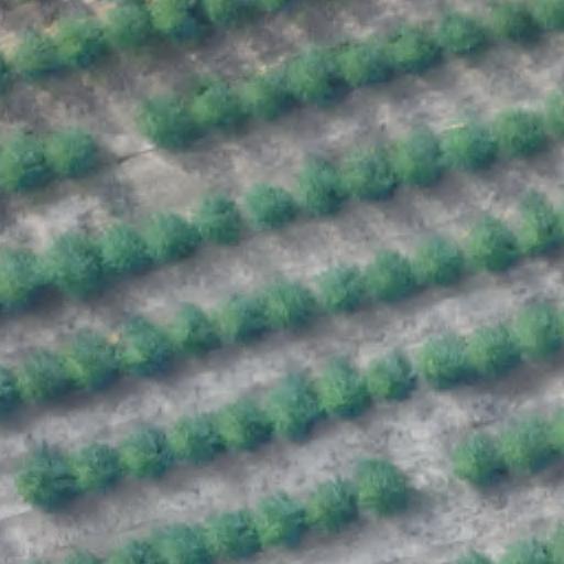 Eucalipto-6m Object Detection Dataset by Forestal