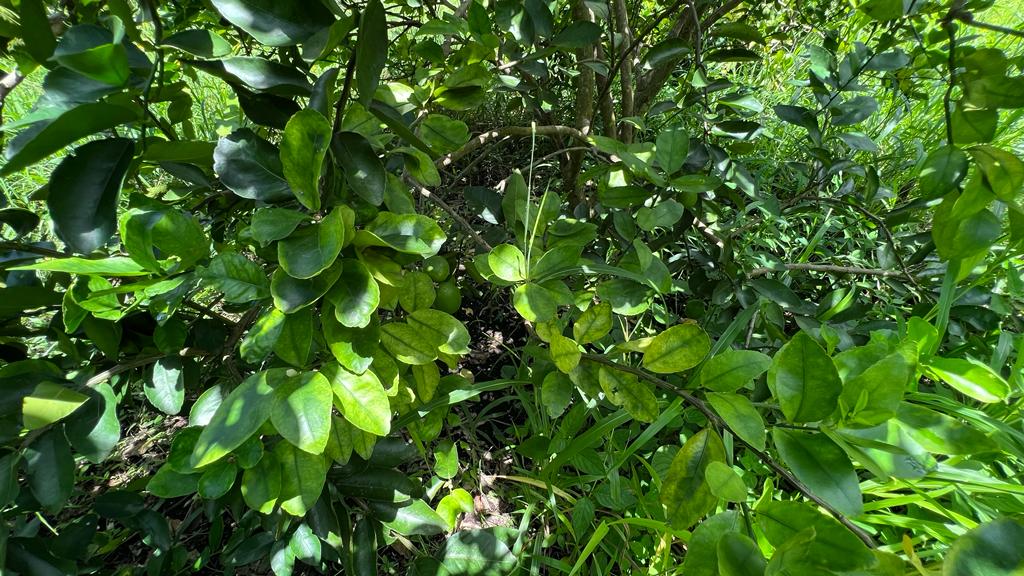 Deteccion huanglongbing object detection dataset by mafer