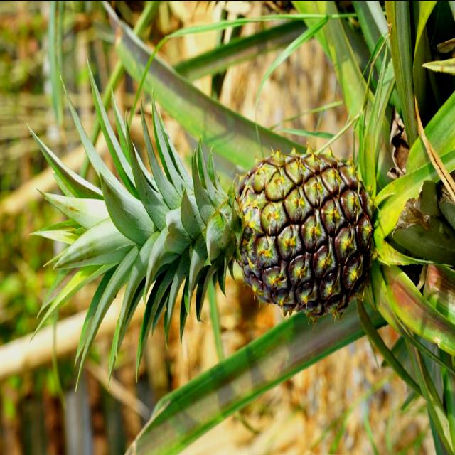 Pineapple Maturity Detection Classification Dataset and Pre-Trained ...