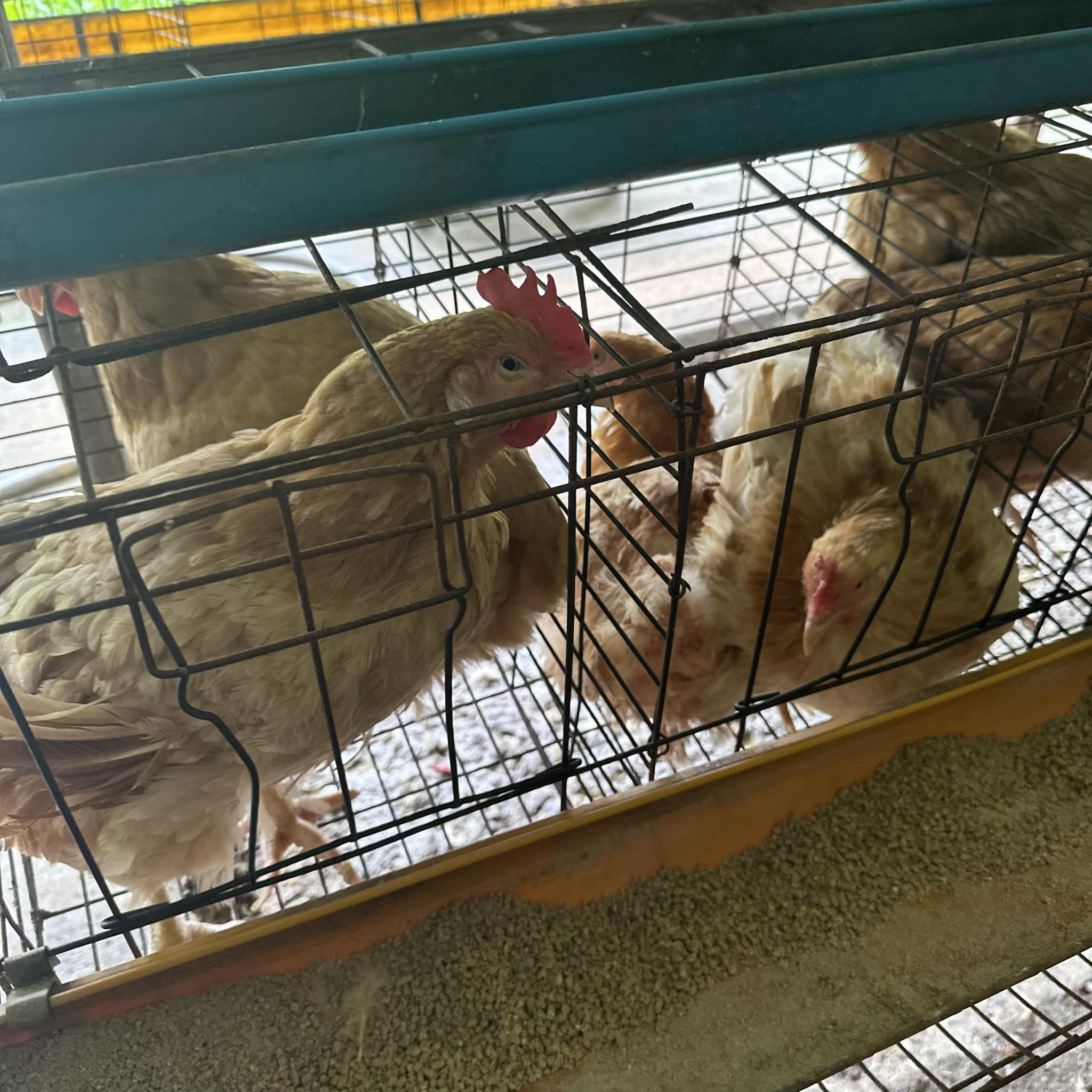 chicken_92 Object Detection Dataset and Pre-Trained Model by PSU Hatyai