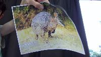 Dataset Image