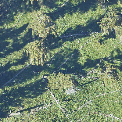 Trees Detection Object Detection Dataset By Weekends Trees Detection Object Detection Dataset By Weekends