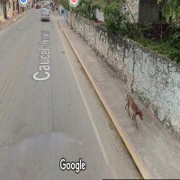 Dataset Image