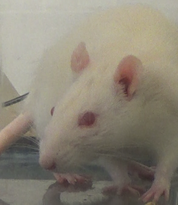 How to Use the RGS labels Object Detection API