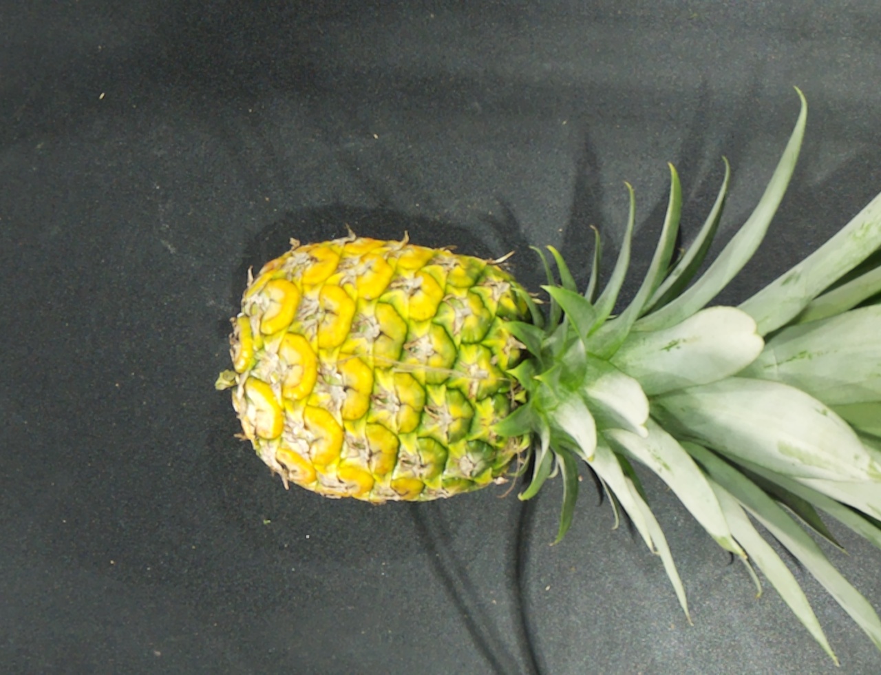 Pineapple Grading Object Detection Dataset By Khalidah