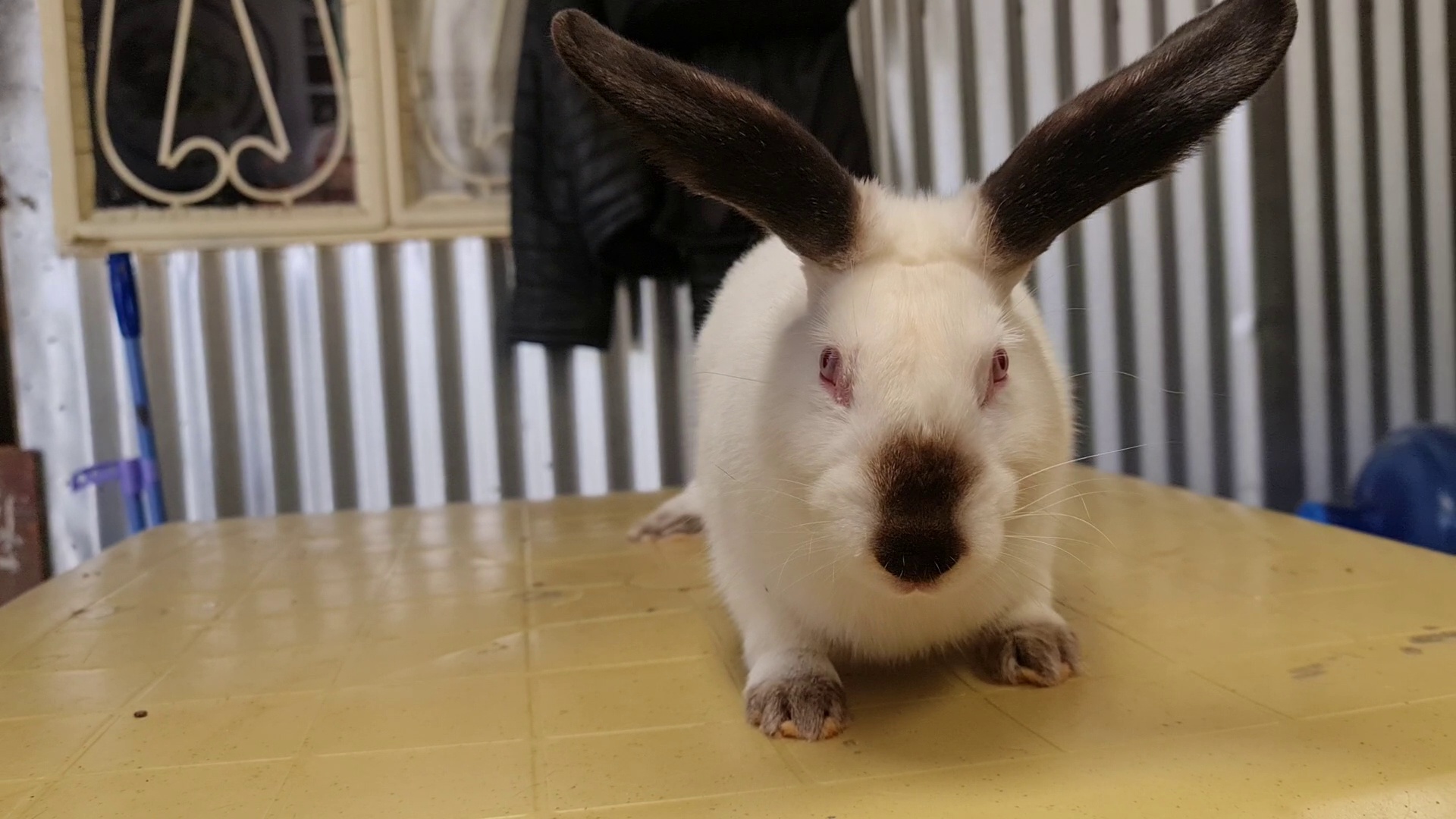 rabbit-breed-classification3 Classification Dataset by Rabbit Management