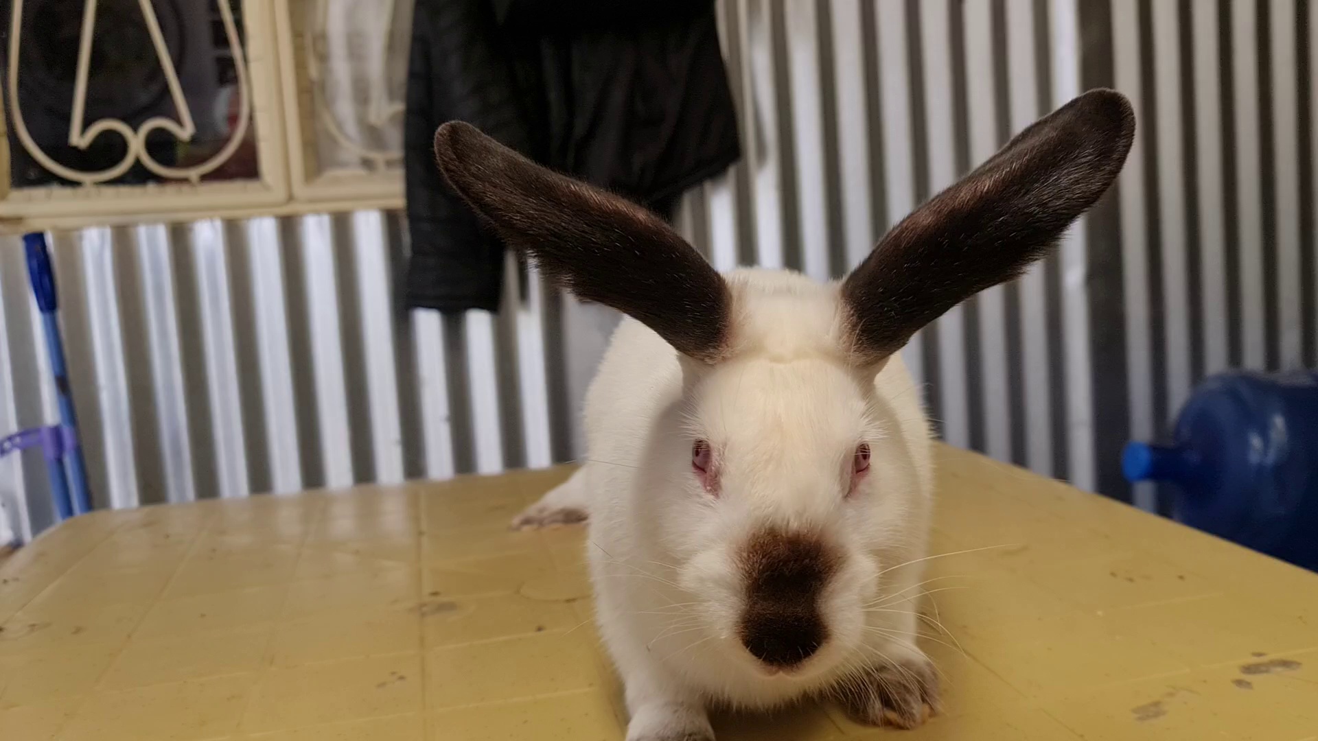 rabbit-breed-classification1 Classification Dataset by Rabbit Management