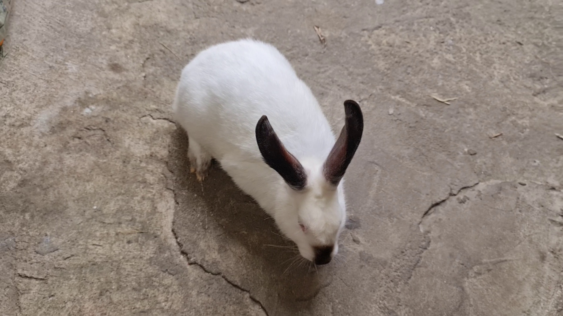 rabbit-breed-classification2 Classification Dataset by Rabbit Management