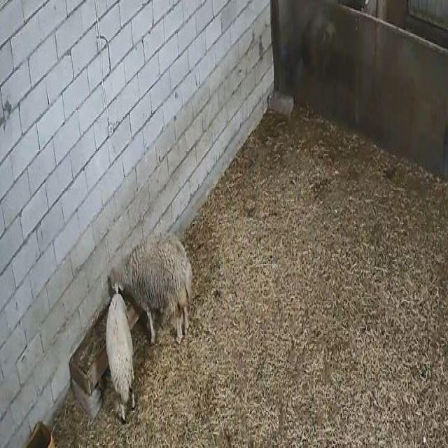 sheepseg1 Instance Segmentation Dataset by Discord Bot Test