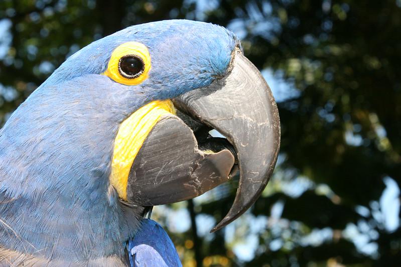 bird Object Detection Dataset and PreTrained Model by Project