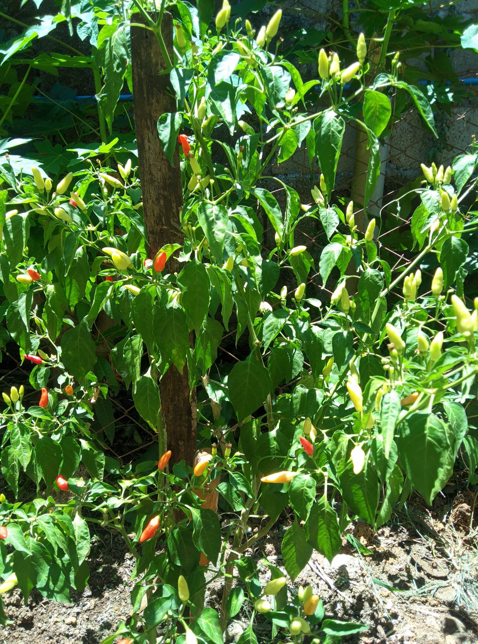 Chili Pepper Classification Instance Segmentation Dataset by Cebu