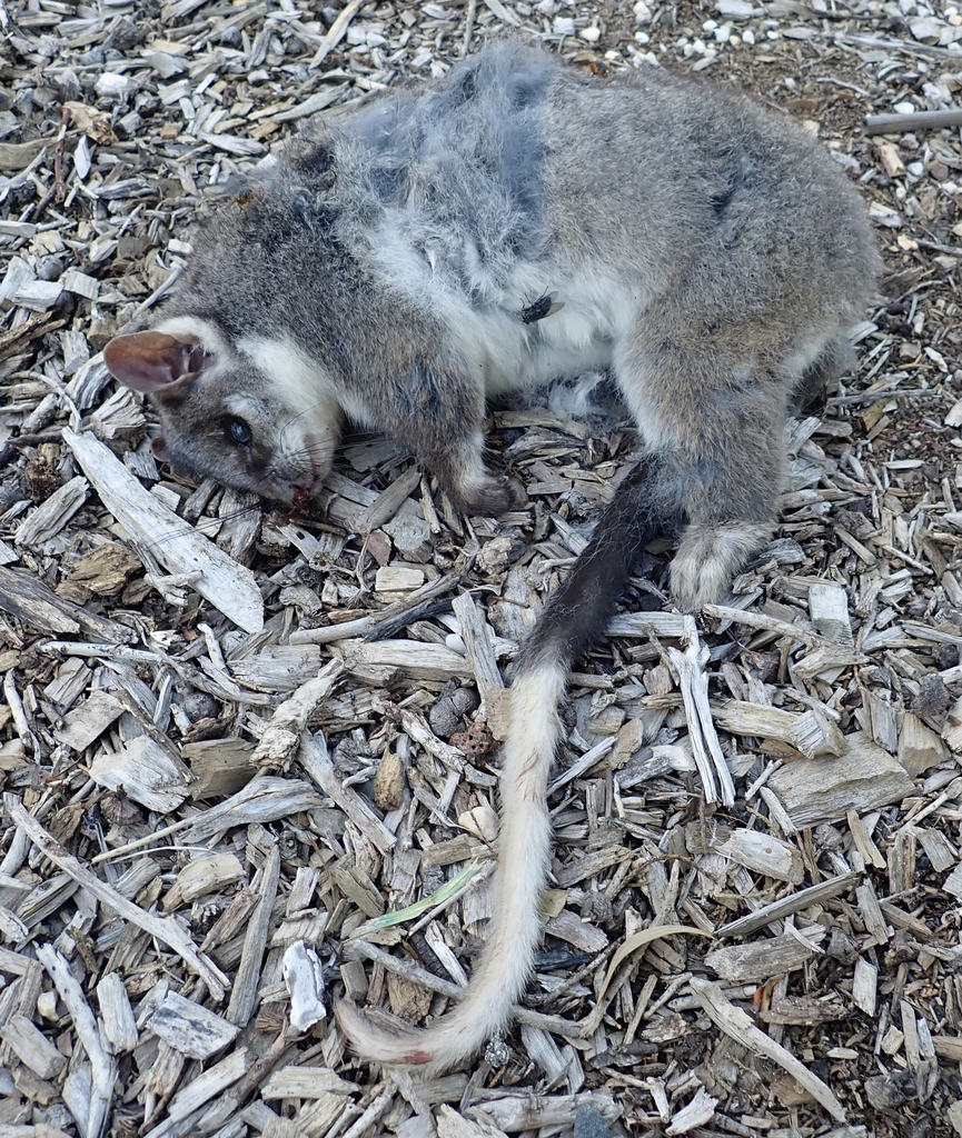 Common Ringtail Possum Object Detection Dataset by ROCK BEATCH