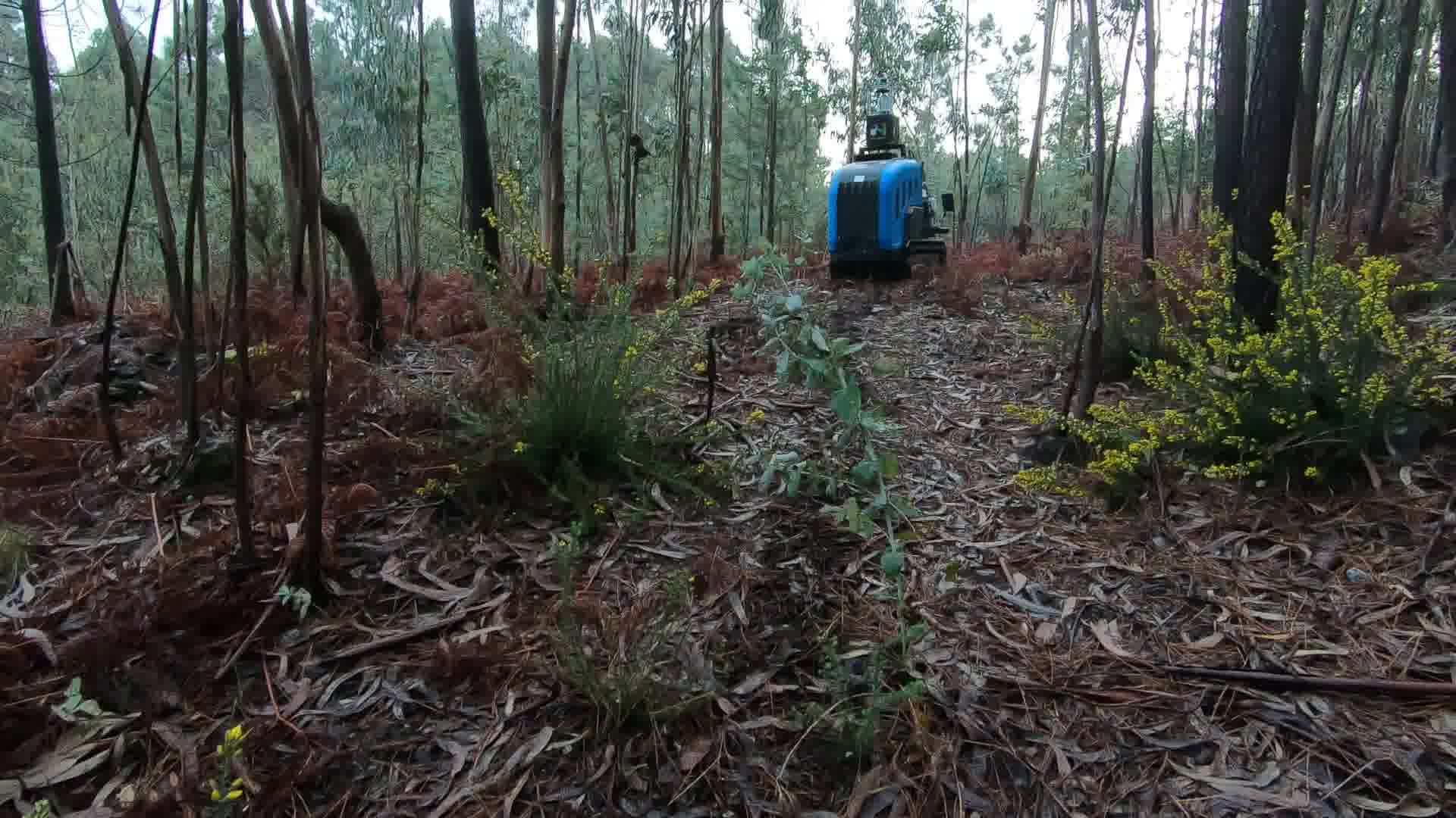 Yolo tree dataset object detection dataset by sp
