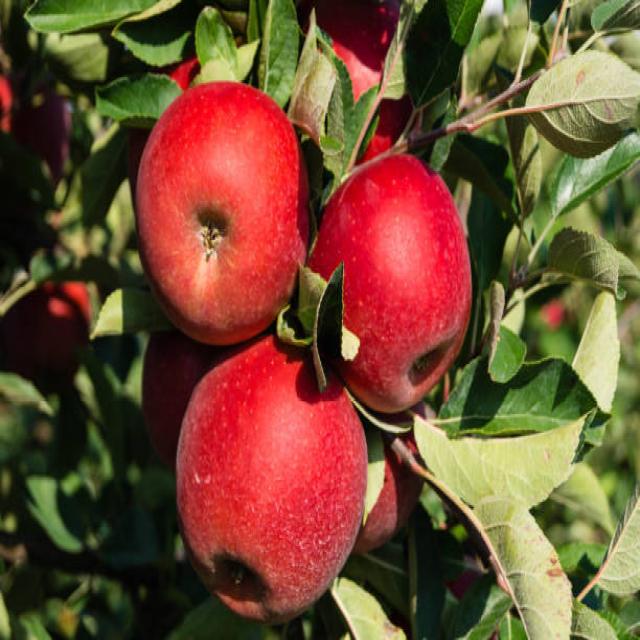 Apple Object Detection Dataset by Orange label