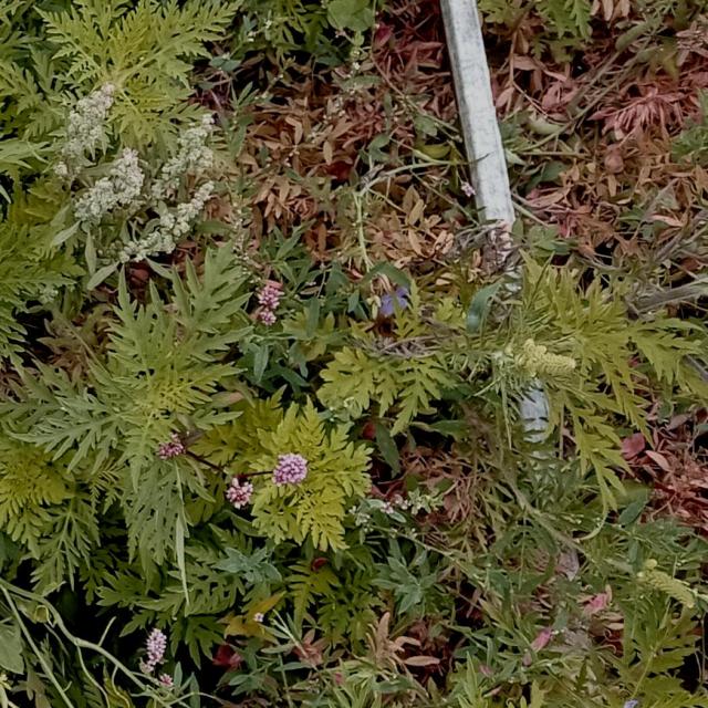 Ambrosia Integrada Object Detection Dataset And Pre Trained Model By Ambrosia Integrada Object Detection Dataset And Pre Trained Model By