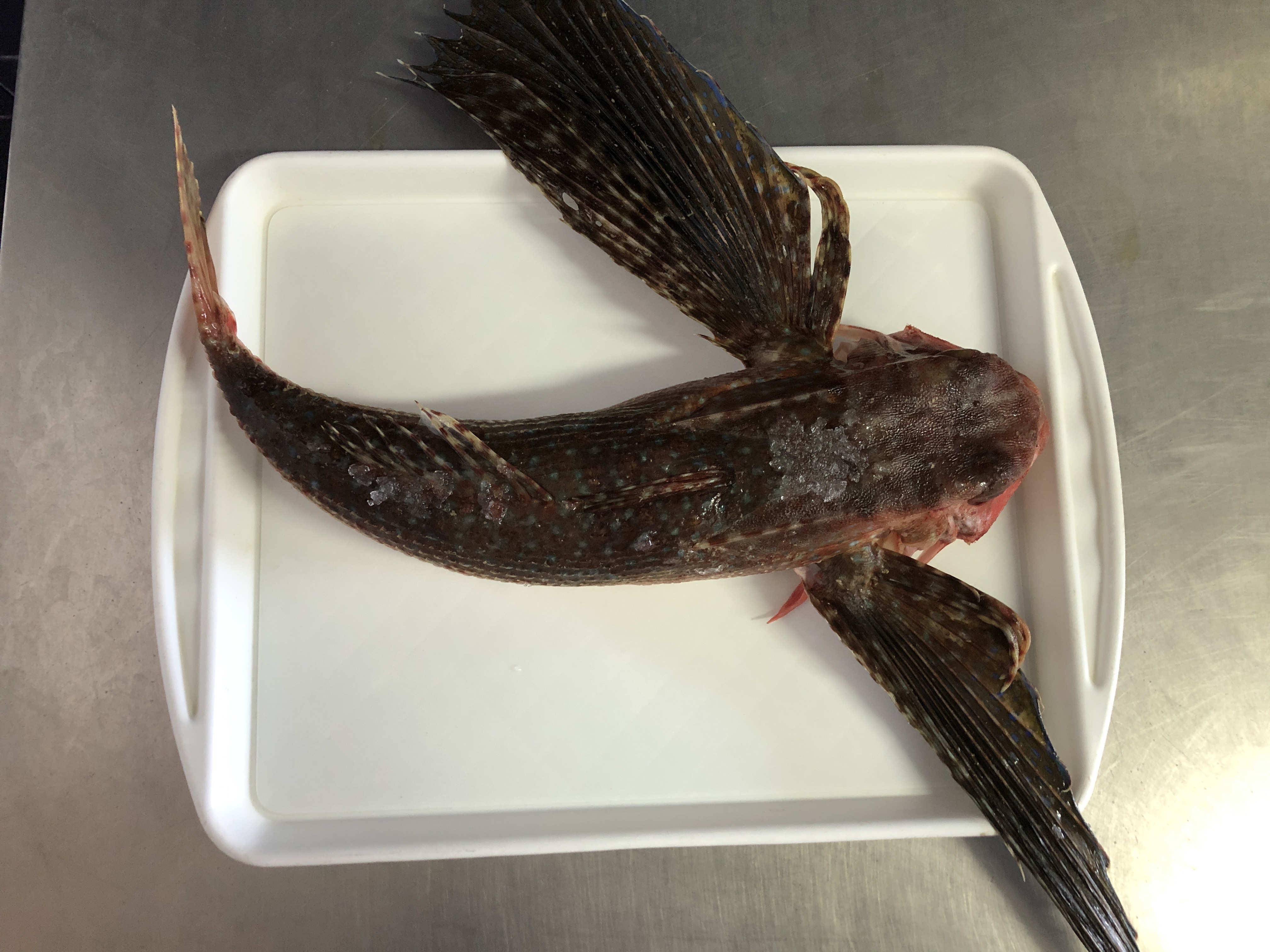 fish grading Classification Dataset by school