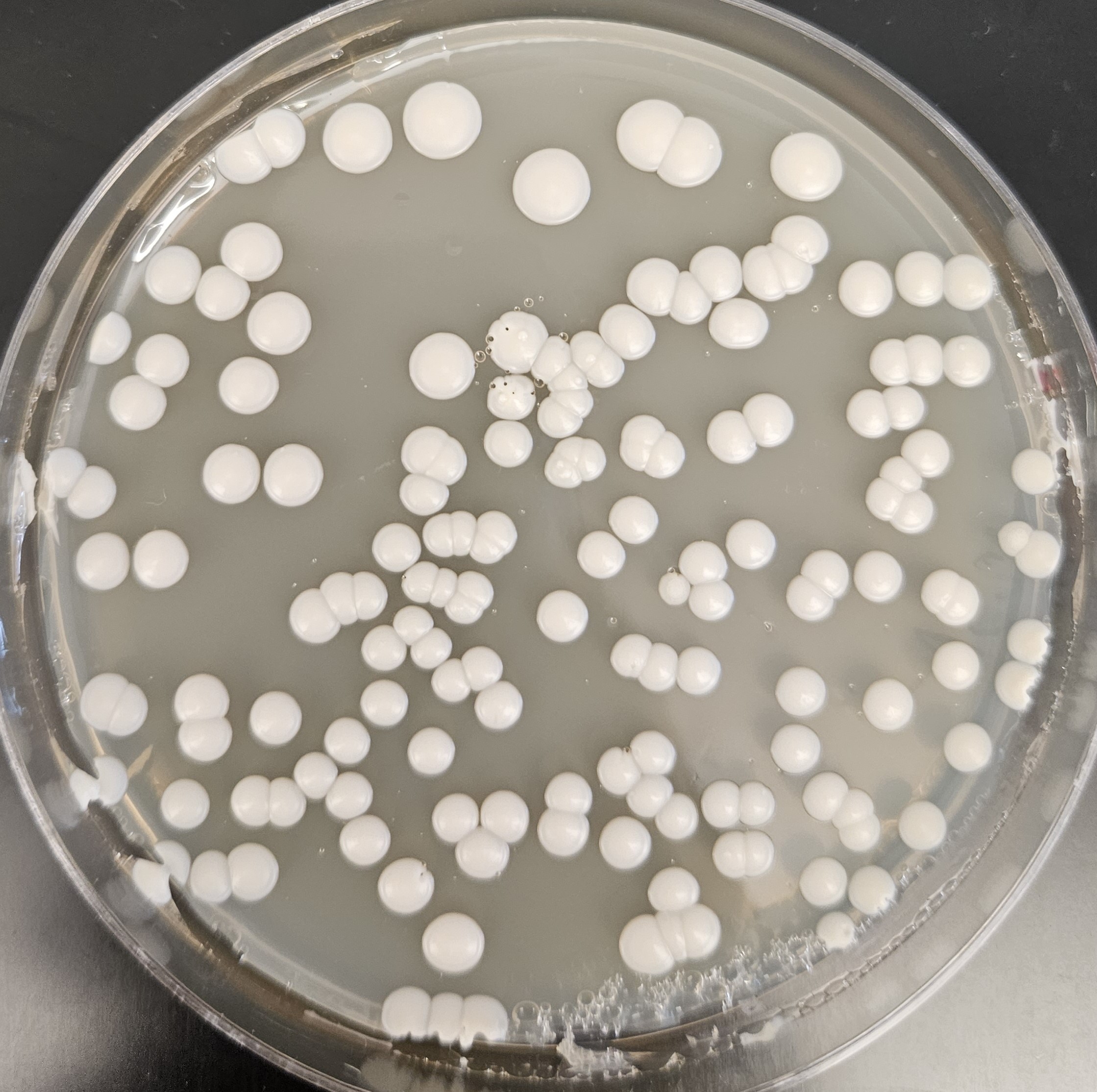 White Opaque Colonies Object Detection Dataset and Pre-Trained Model by ...