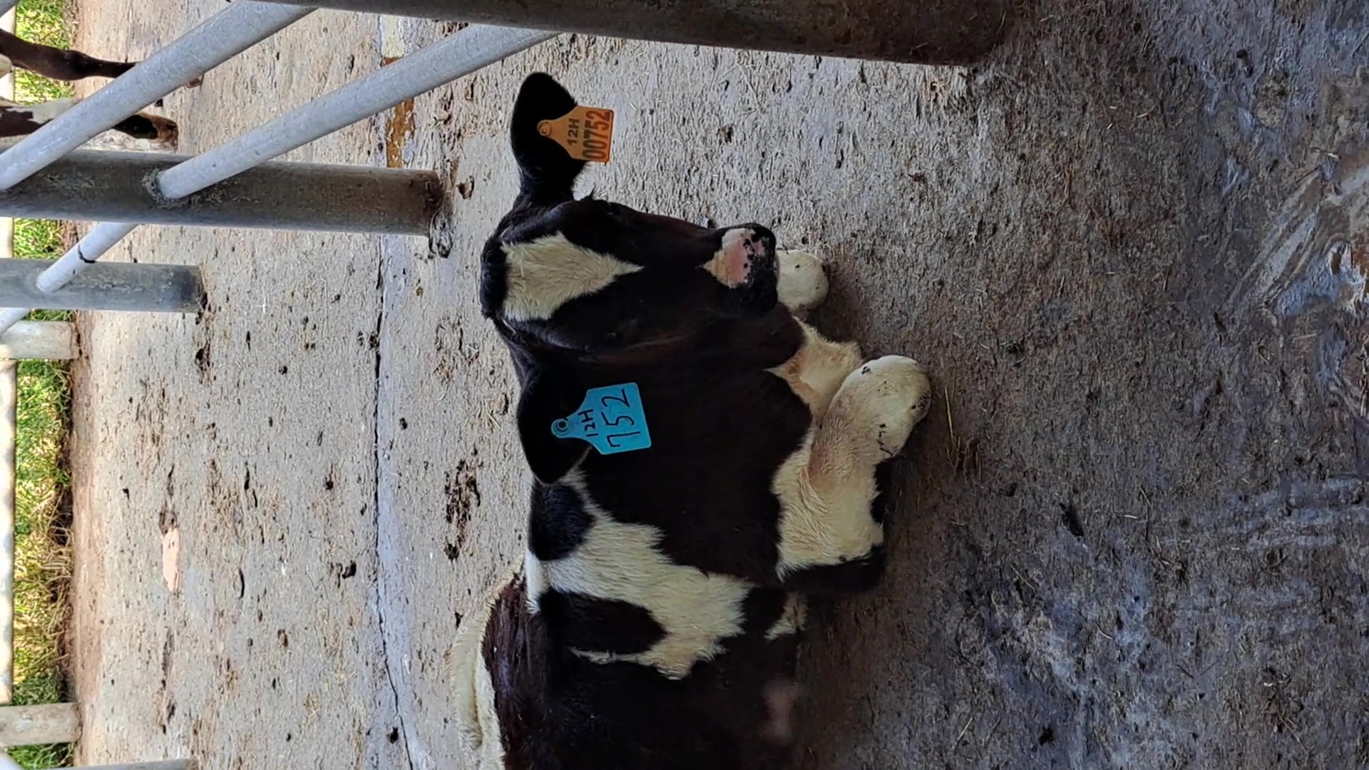 cow12H00752 Object Detection Dataset by cow