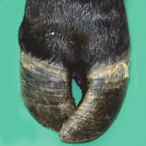 cow-hooves Object Detection Dataset by cow project