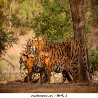 Tiger Detection Object Detection Dataset and Pre-Trained Model by NAKSHATRA
