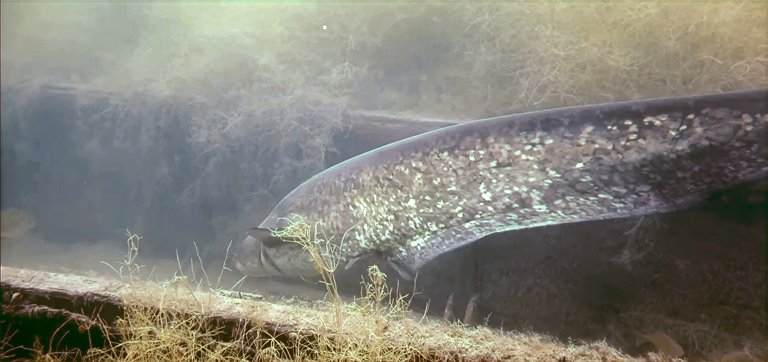 main__bigmouthcatfish Object Detection Dataset by Mingming