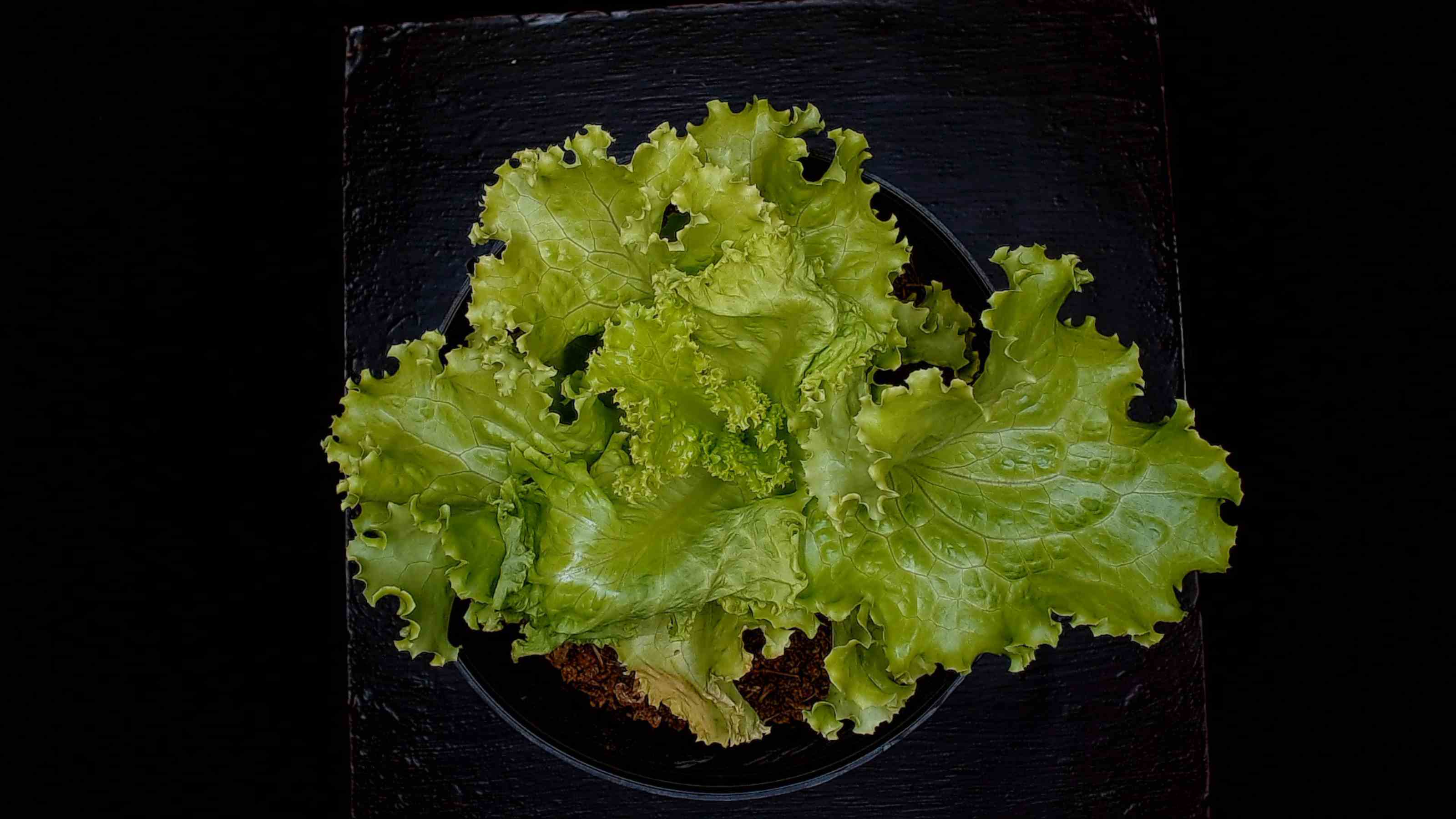 061723lettuce Classification Dataset by school