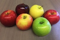 Dataset Image