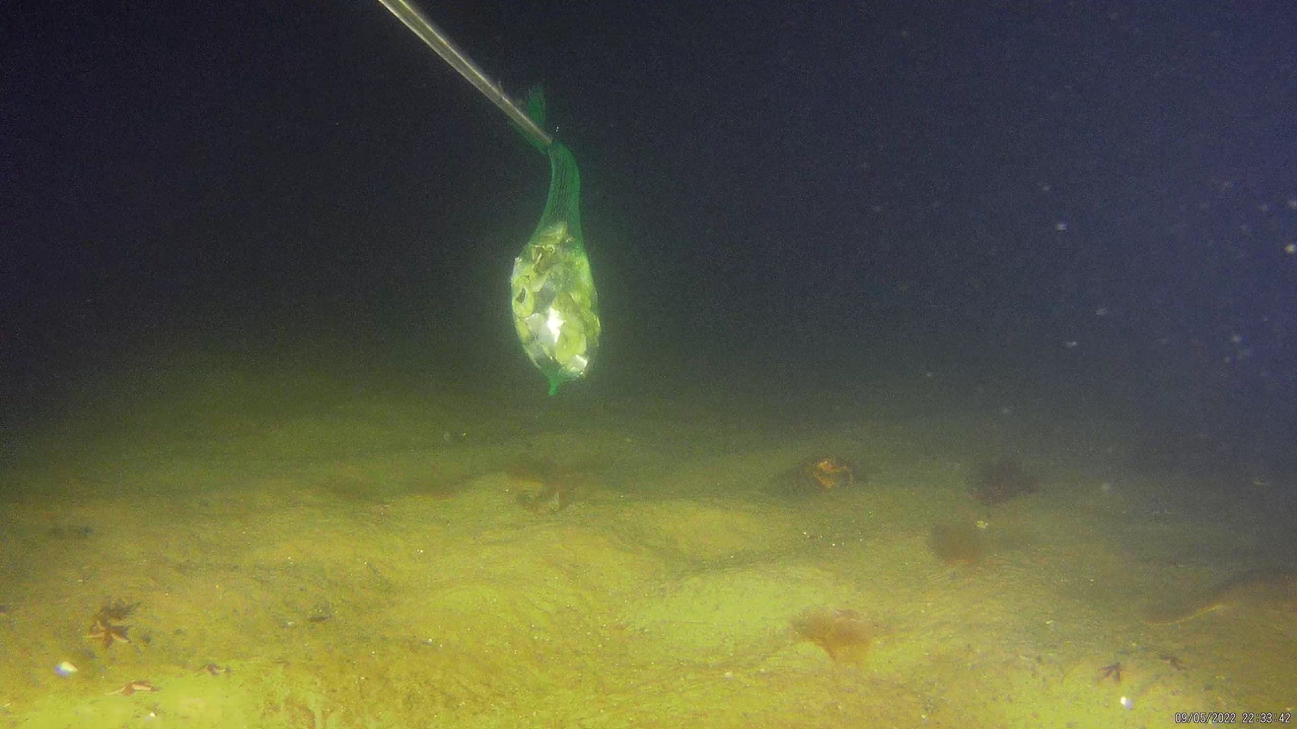Fish more object detection dataset and pre trained model by fish
