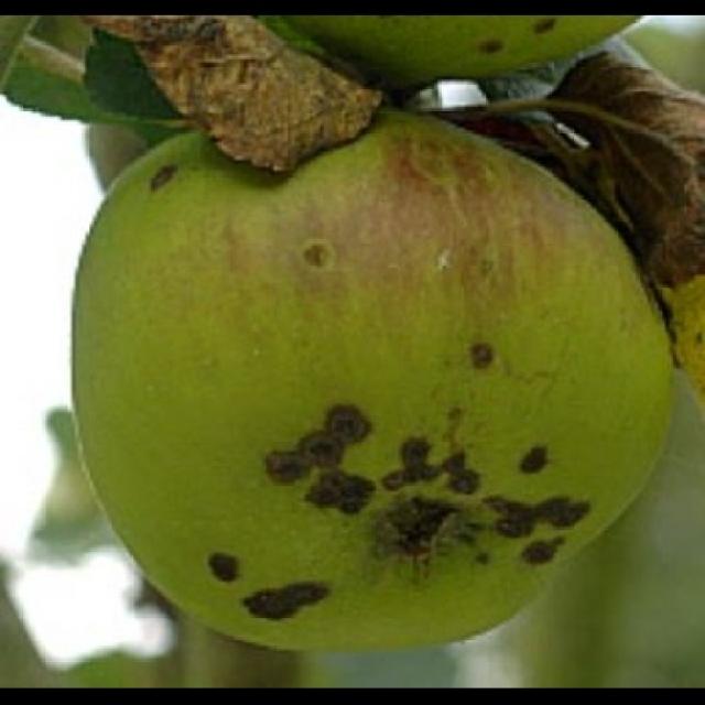 apple scab Classification Dataset by apple disease