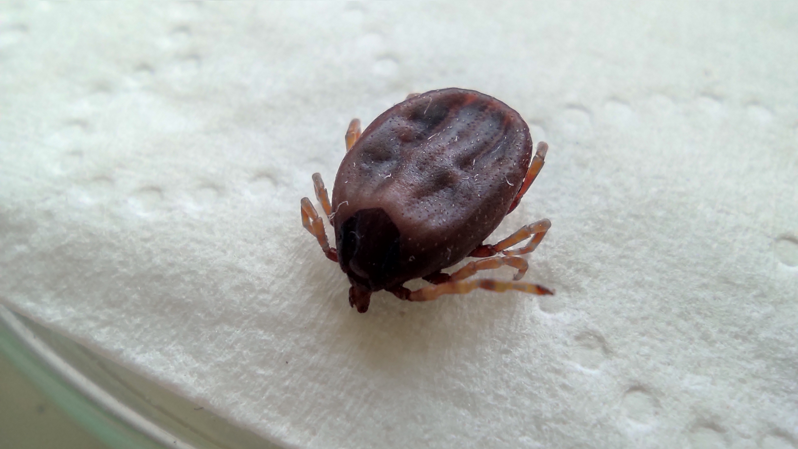 tick_test Object Detection Dataset by