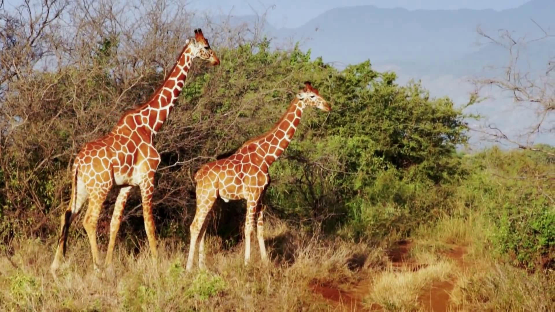 Animals Keypoint Detection Object Detection Dataset by project-qybeo