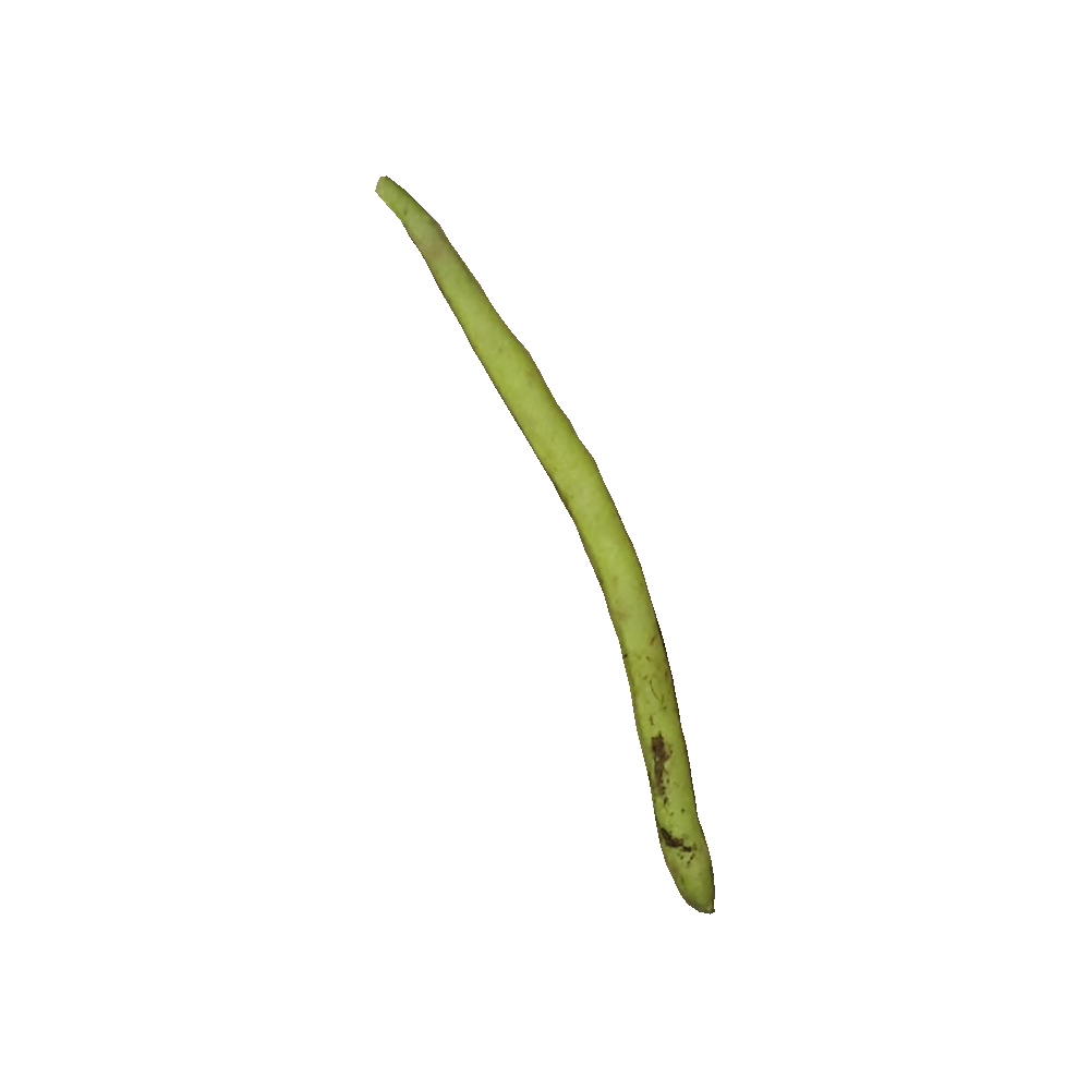 Beans Classification Dataset by newworkspacevpmvx