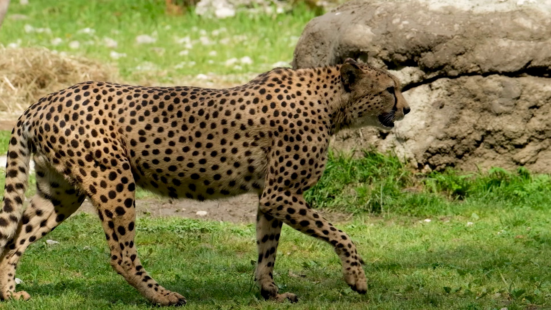 detection Object Detection Dataset and Pre-Trained Model by collage