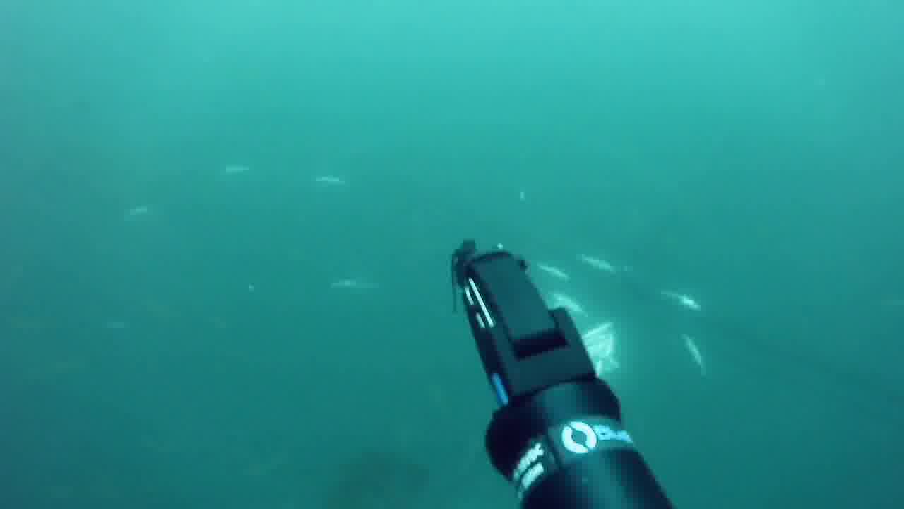 Dead Fish Detection Object Detection Dataset and Pre-Trained Model by ...
