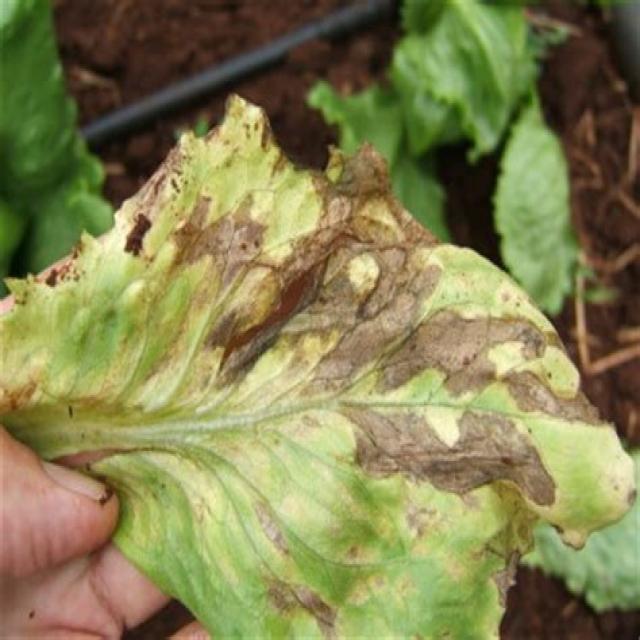 LD Object Detection Dataset by CV lettuce disease