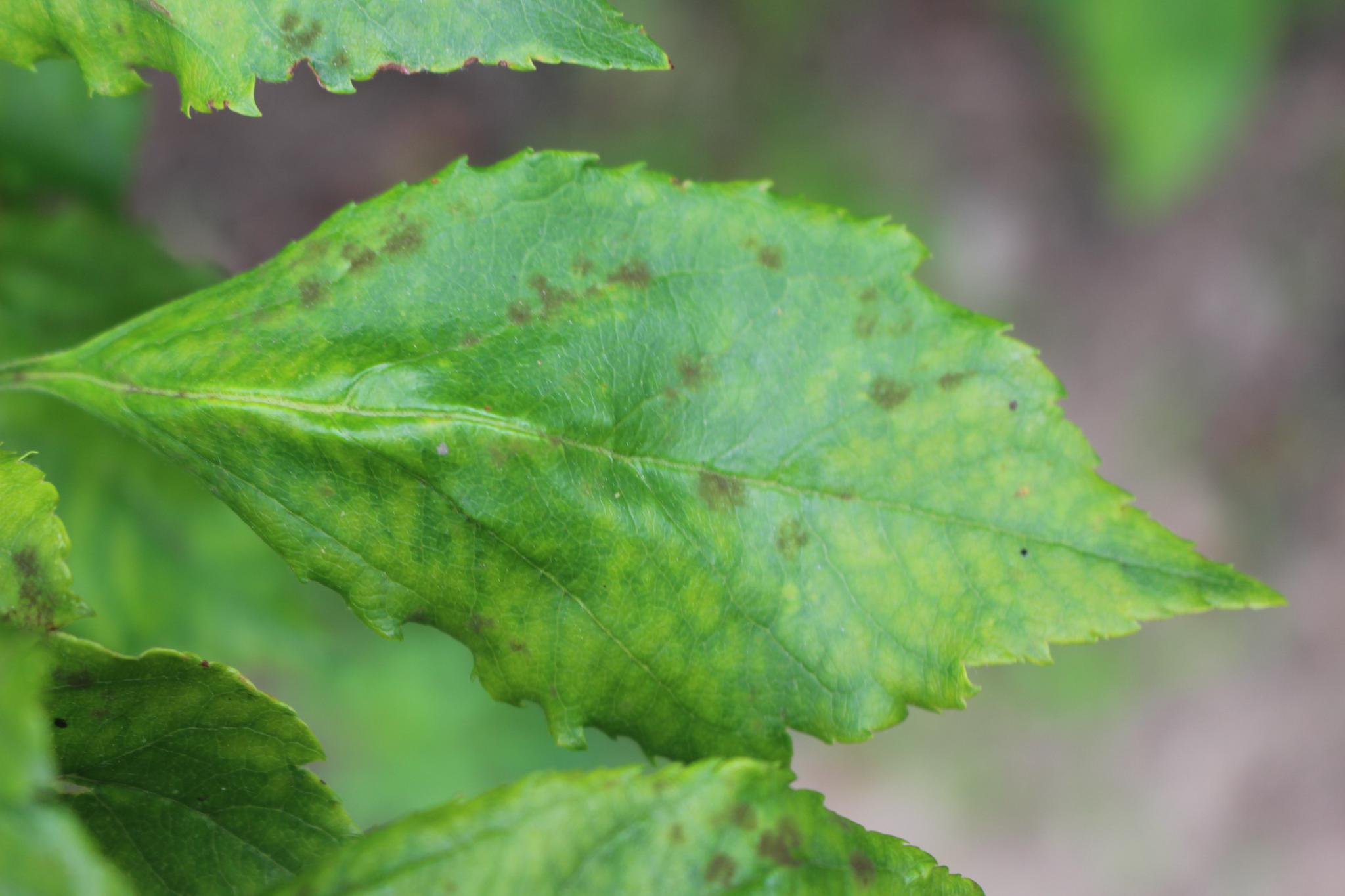 Apple Leafs Classification Dataset And Pre Trained Model By Extended Apple leafs classification dataset and pre trained model by extended