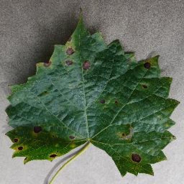 Leaf Disease Detection Object Detection Dataset By Leaf Disease Detection