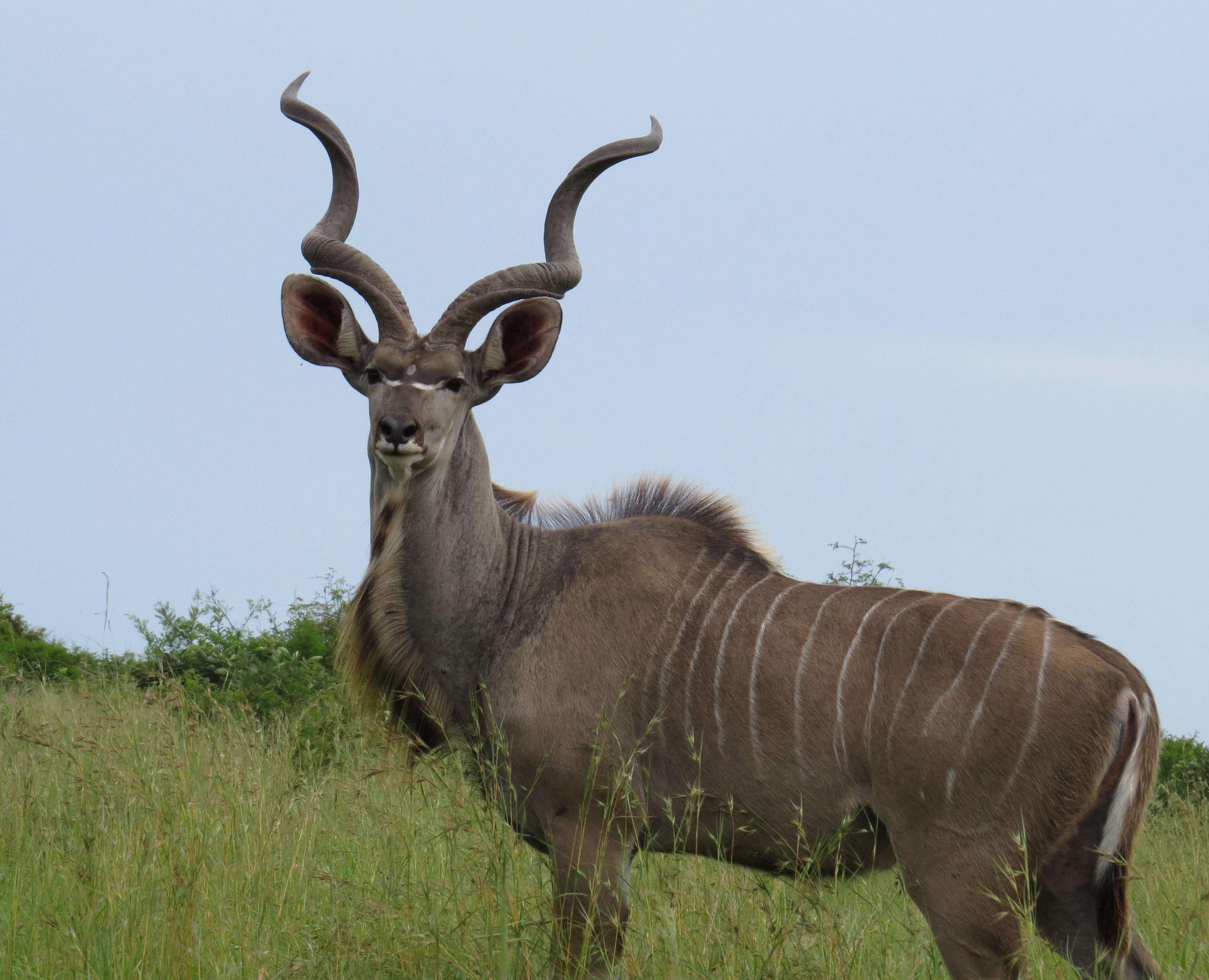 Nyala vs Kudu identification Object Detection Dataset by Nyala vs Kudu