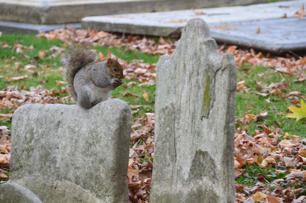 squirrel finder