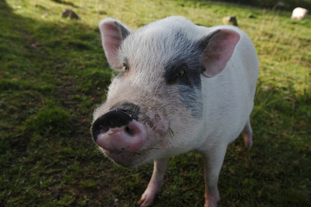 Pig Object Detection Dataset by Animal