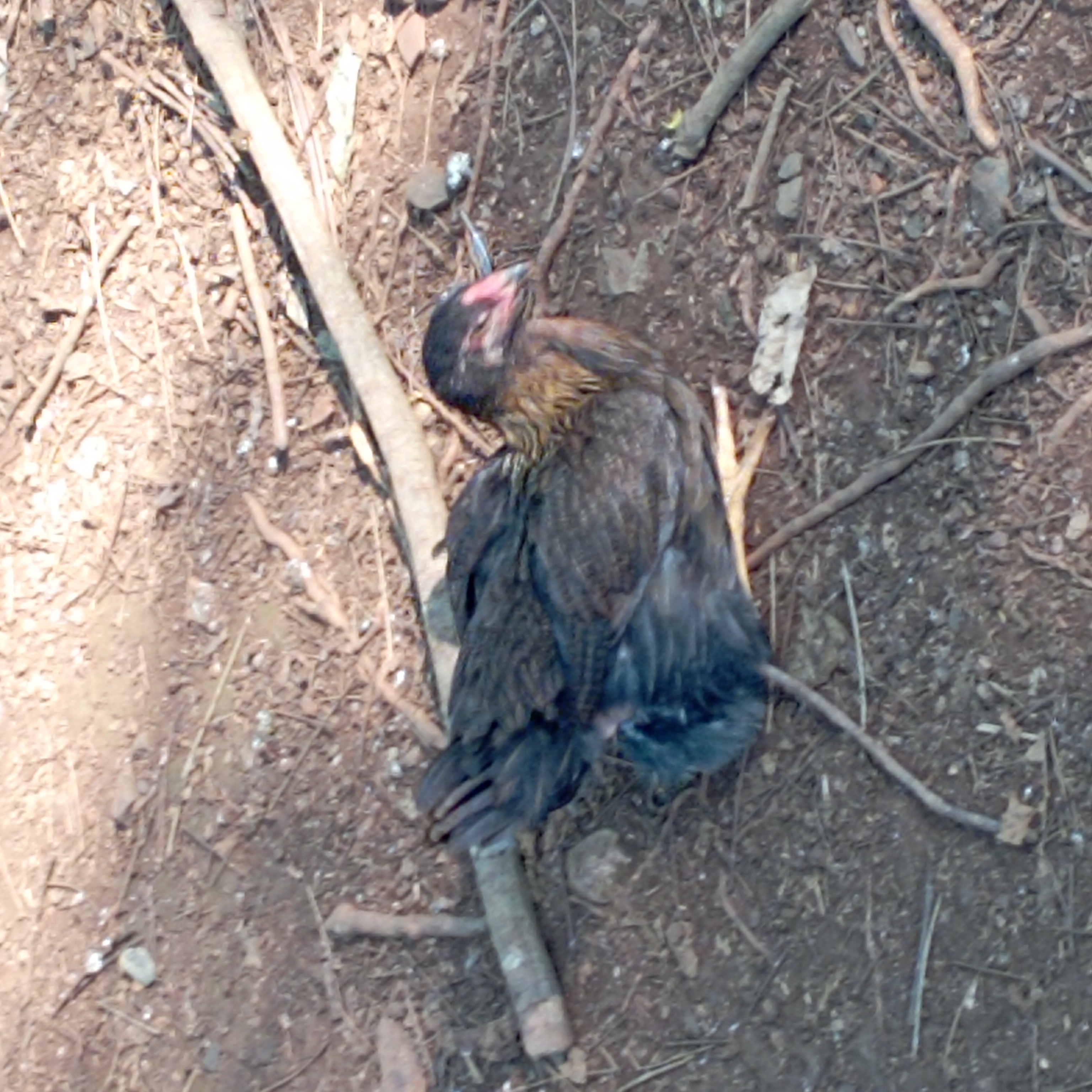 Classify The Chicken Gender Latest Object Detection Dataset By New workspace acjl1