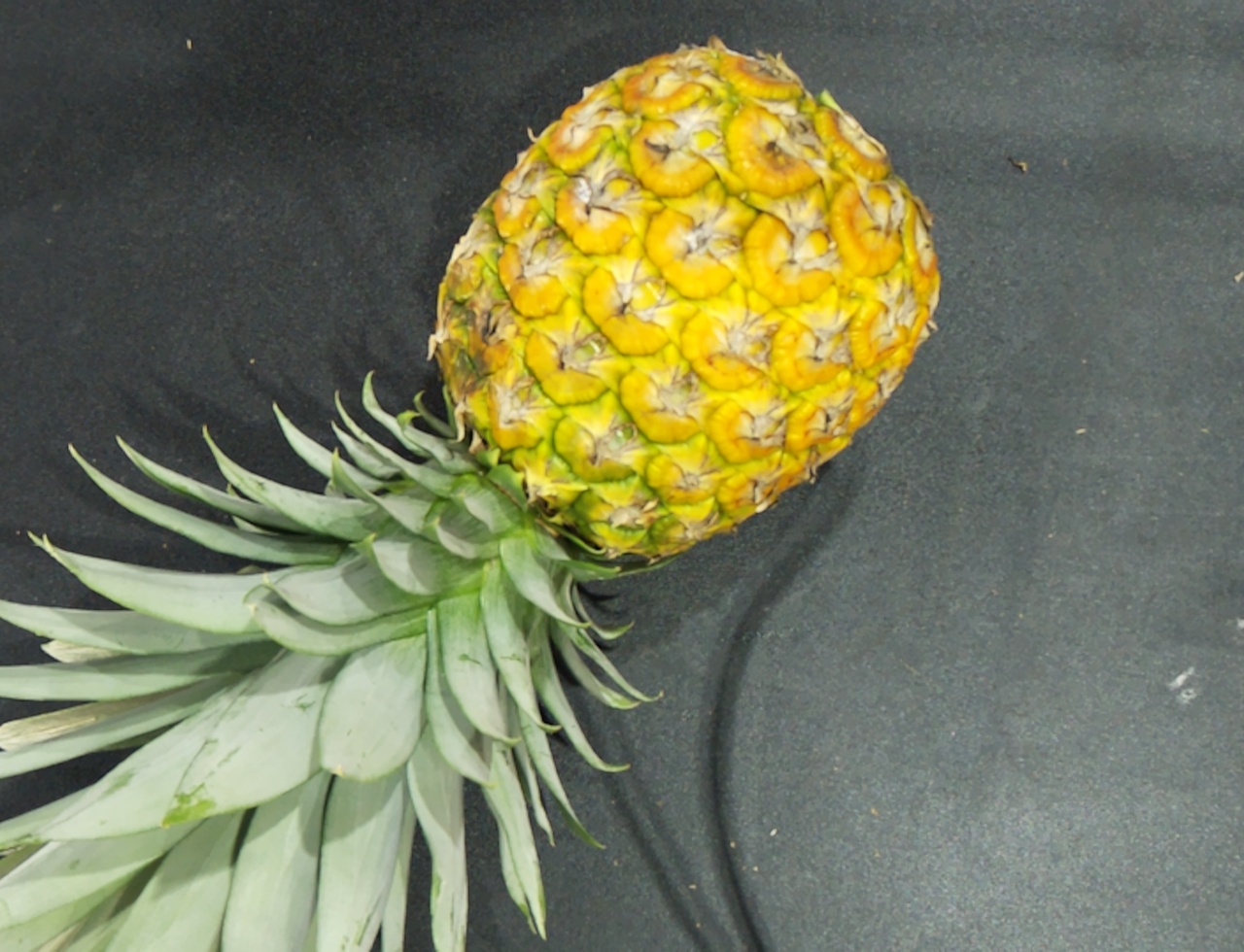 Pineapple Maturity Index Object Detection Dataset by UTHM CAO